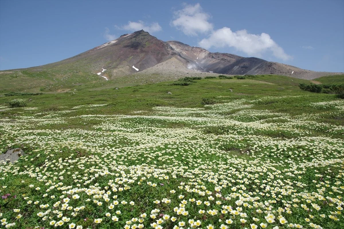 広大な山々に咲く高山植物