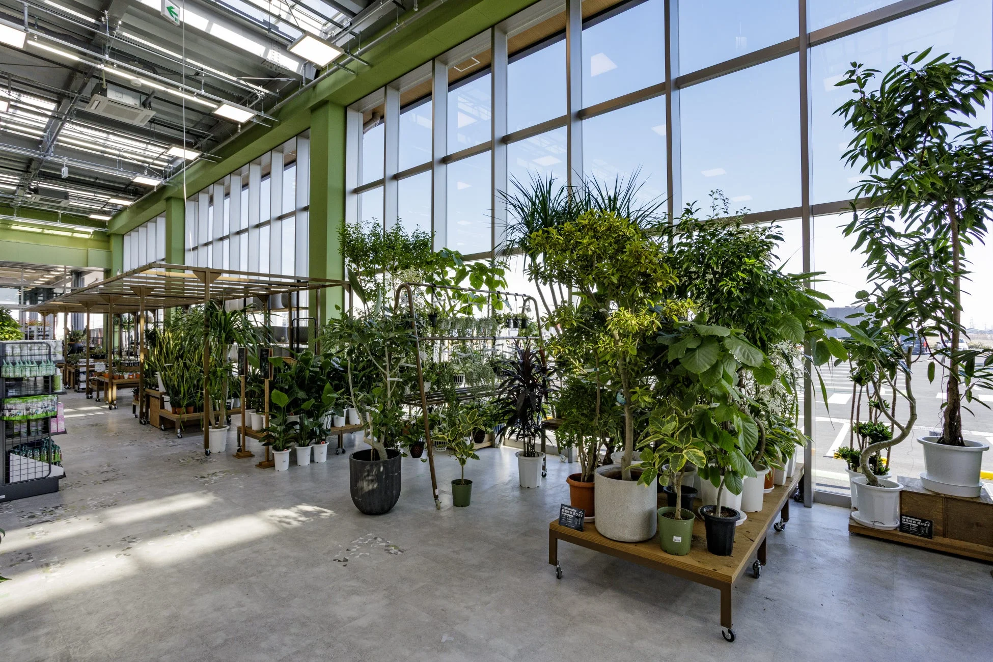 観葉植物売り場