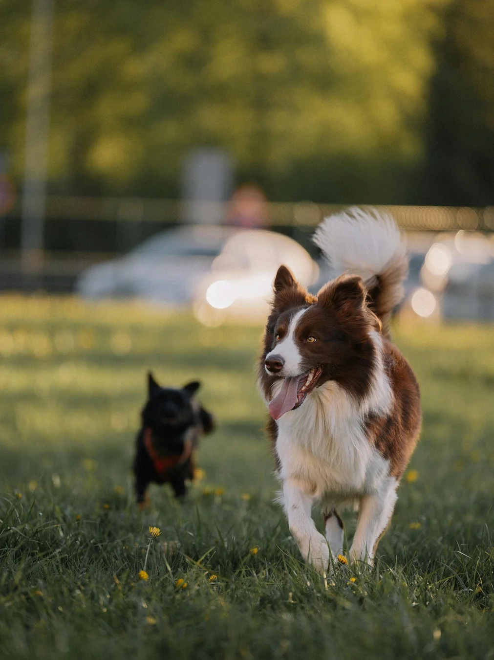 夕暮れの公園で2匹の犬が楽しそうに芝生を駆け回っている画像