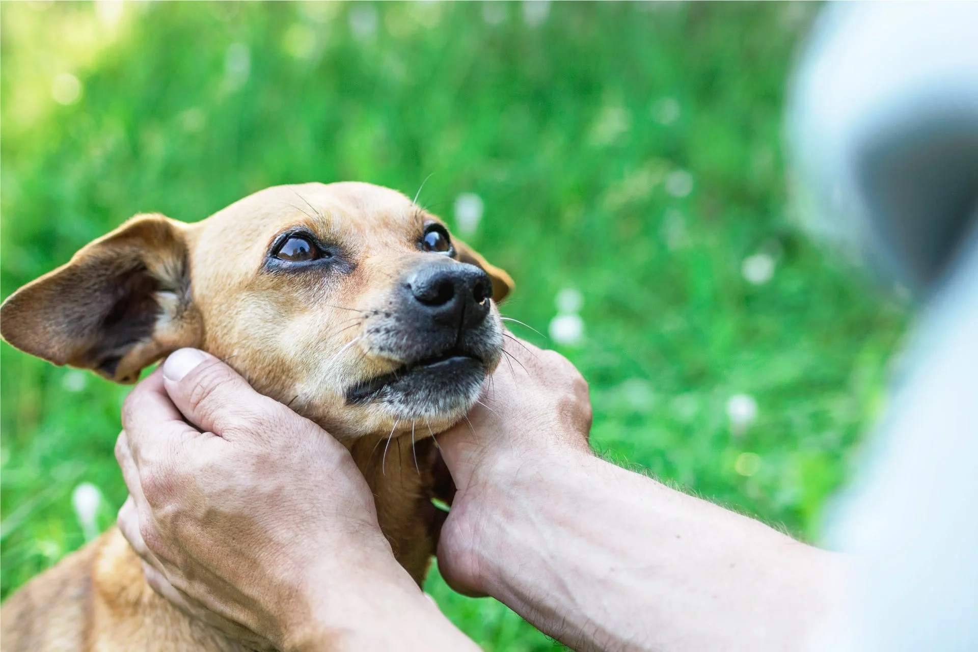 愛犬との触れ合い