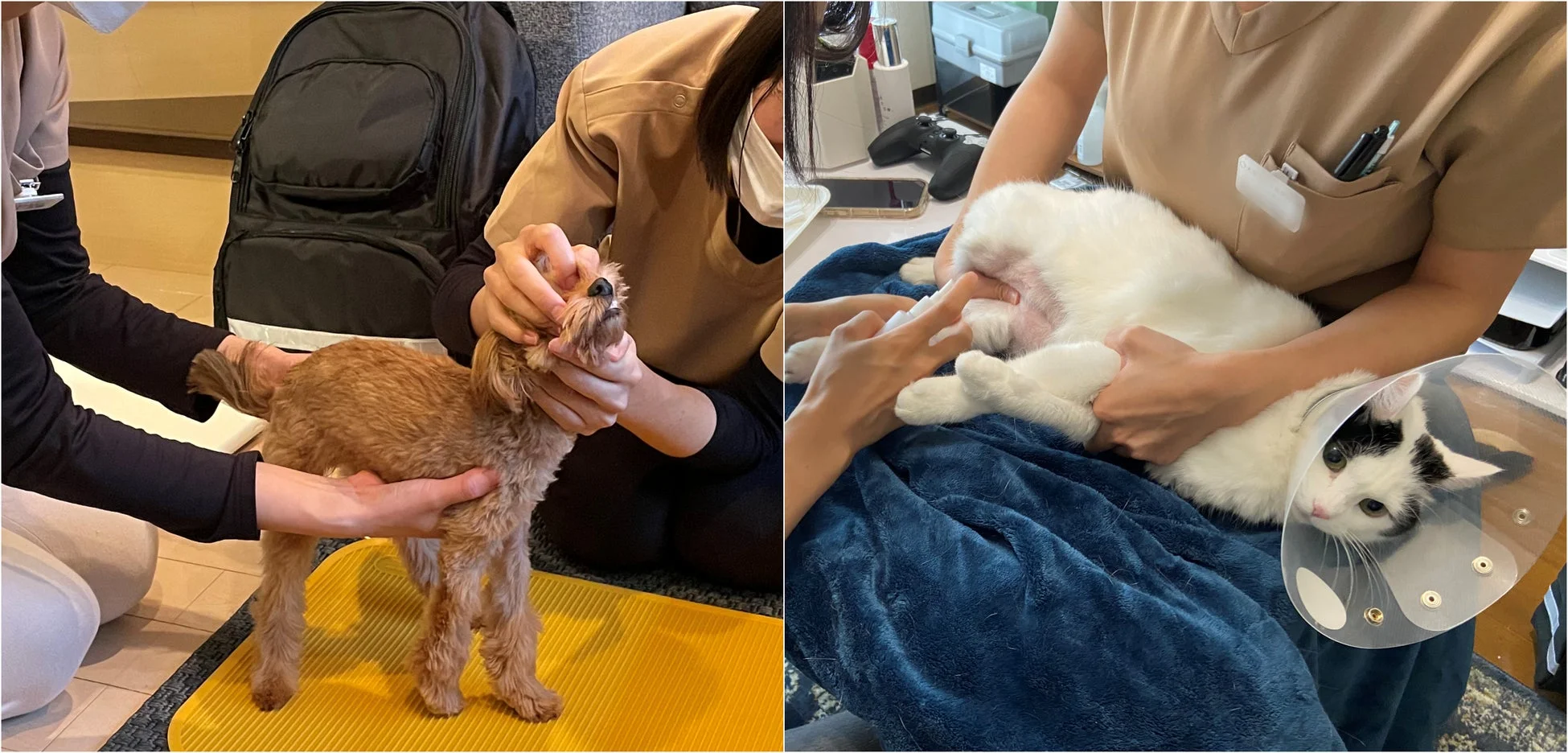 ペットと獣医の様子