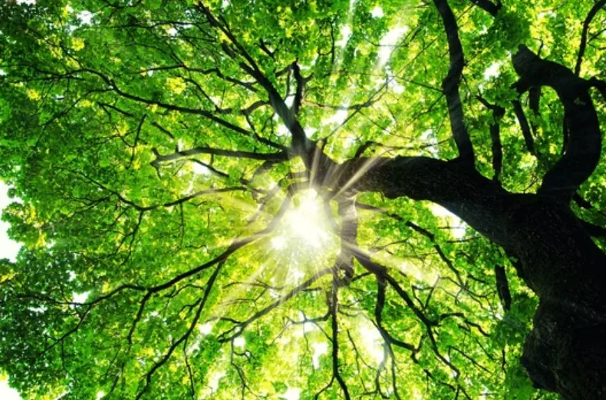 青々とした葉が茂る木々