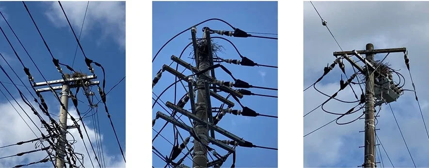 カラスの巣の例