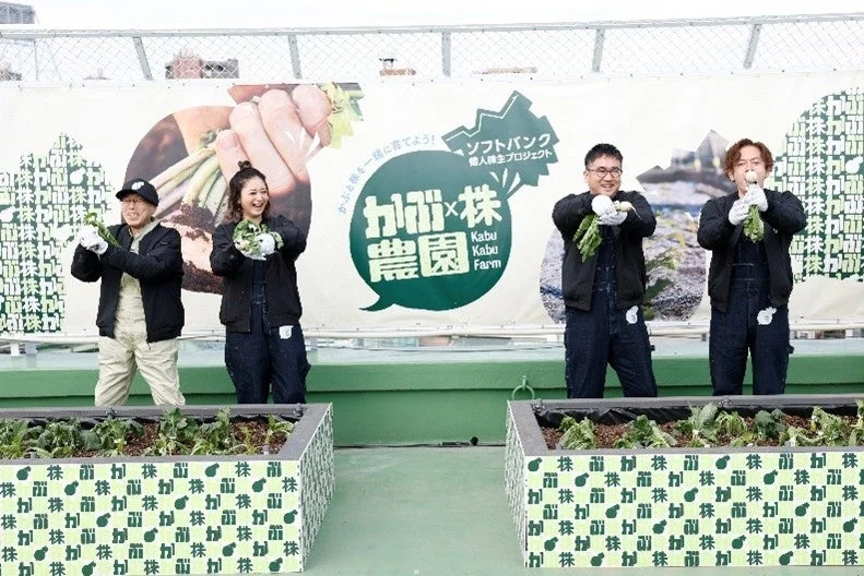 かぶ収穫の様子