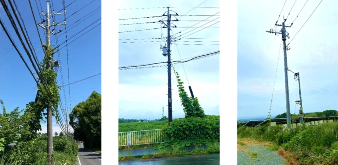 電柱等へのツル・ツタ巻き付きの例